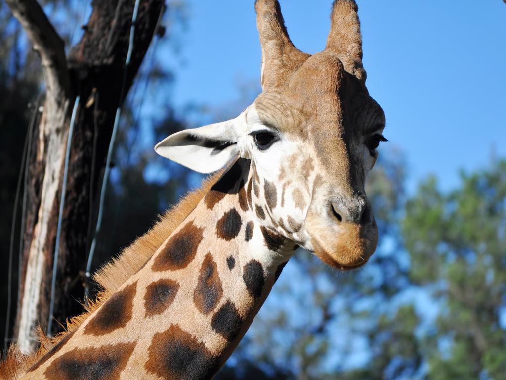 <span>17/21</span><h2>Dubbo</h2><p>About five hours northwest of Sydney, and four west of Newcastle, lies Dubbo. Apart from the renowned <a href="https://taronga.org.au/dubbo-zoo" target="_blank">Taronga Western Plains Zoo</a>, the family can enjoy museums, botanic gardens, and biking along the Macquarie River. For something a bit spookier, the Heritage-listed <a href="http://www.olddubbogaol.com.au/" target="_blank">Dubbo Gaol</a> has the largest collection of hangman’s knots in Australia. Or on the lighter side for the young’uns, is the observatory, or the iconic <a href="https://www.visitnsw.com/destinations/country-nsw/dubbo-area/dubbo/attractions/dubbo-royal-flying-doctor-base-visitor-education-centre" target="_blank">Royal Flying Doctors </a>with a flight simulator.</p>