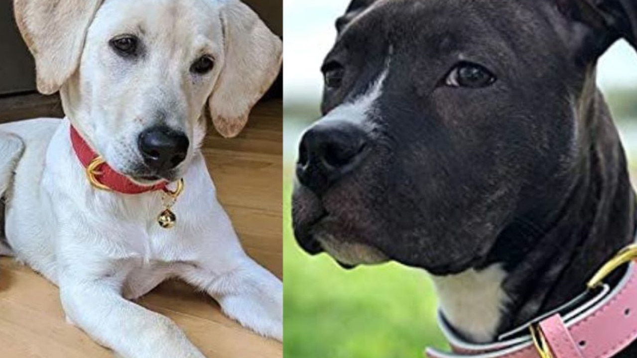 7 Best Leather Dog Collars To Buy In Australia In 2023