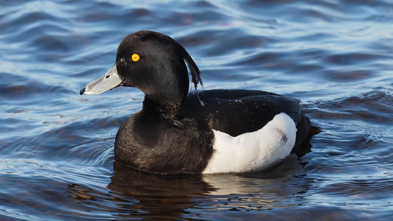 Tuffy duck outlet