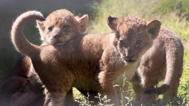 The siblings explore their new home at the zoo. Picture: Toby Zerna