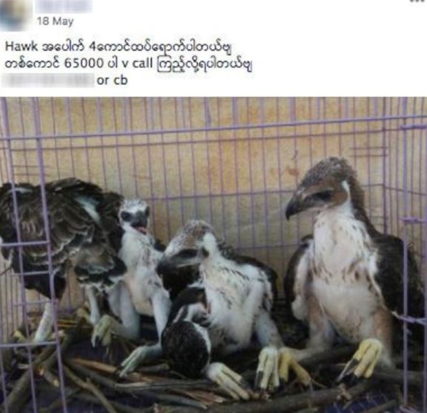 A screenshot of a Facebook page selling wildlife. Picture: WWF / Reuters