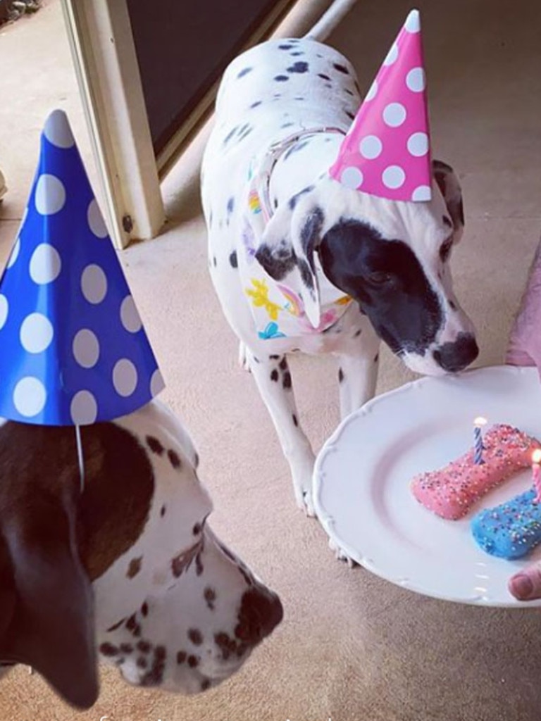 Doggie birthdays are not unusual these days. Picture: Supplied