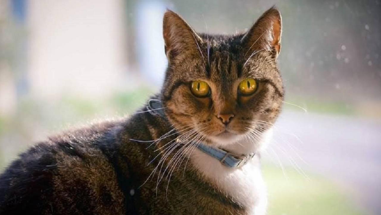 Tasmania’s Cutest Cat 2023: Photo Gallery 1 | The Courier Mail