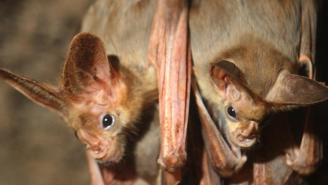 An application by a hard-rock quarry near Mt Etna to increase extraction from 100,000 to one million tonnes annually has been approved by Livingstone Shire Council after it investigated its potential impacts on a vulnerable bat species.