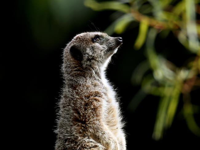 A meerkat is seen at the Werribee Open Range Zoo in Melbourne, Monday, August 28, 2017. (AAP Image/Tracey Nearmy) NO ARCHIVING