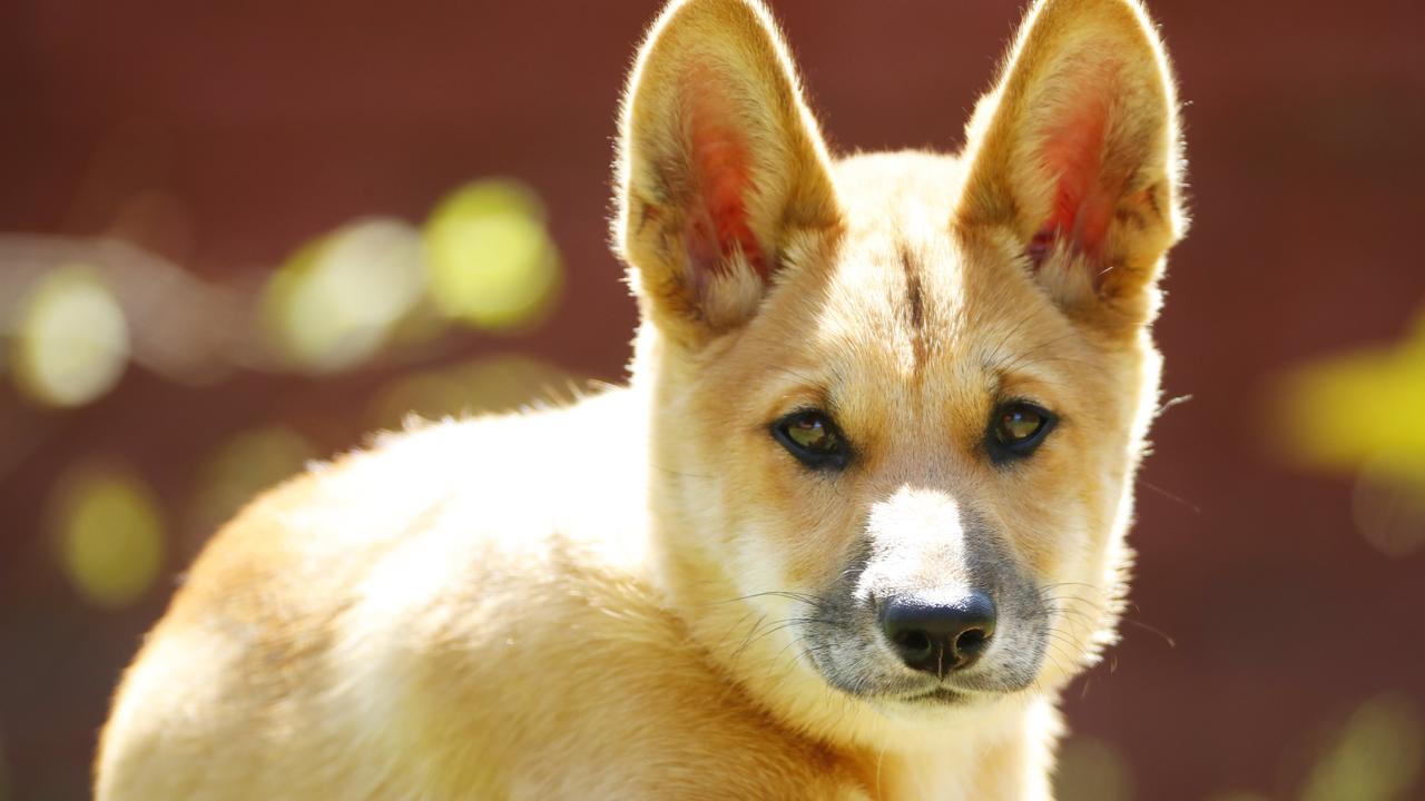 Dingo - The Australian Museum