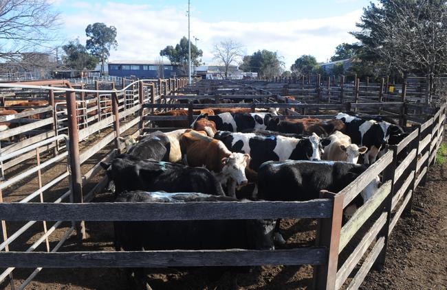 Camden Saleyards have operated at their Edward St site since 1940.