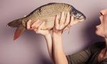 <p><b>Fish is brain food</b></p>
<p>“Eat your fish, it’s good for you,” says every mother to every child, like, ever. It’s old wisdom that fish is good for the brain. But does this hold true in science? Why, yes. Yes it does.</p> 
<p>A recent Harvard study found that the more fish mothers ate during their second trimester of pregnancy, the better their babies did on tests when they were six months old. But mums need to be mindful of the kind of fish they’re eating when pregnant to avoid the mercury-laden ones, such as swordfish.</p>
