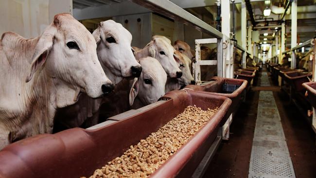 Healthy cattle seen feeding on a livestock carrier about to leave Darwin. Picture: Keri Megelus