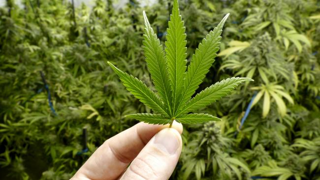 Victoria’s cannabis grow-house industry is considered to be Australia’s most lucrative.