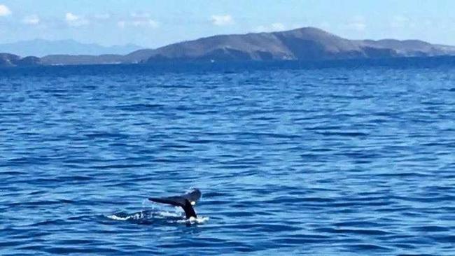 A mother whale and her baby calf were spotted by a Freedom Fast Cats whale watching tour off the Capricorn Coast on Wednesday. Picture: Freedom Fast Cats