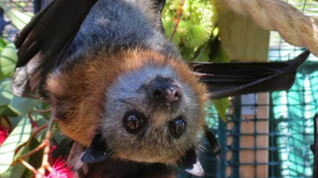 Flying fox stolen from backyard in Adelaide's north | The ...