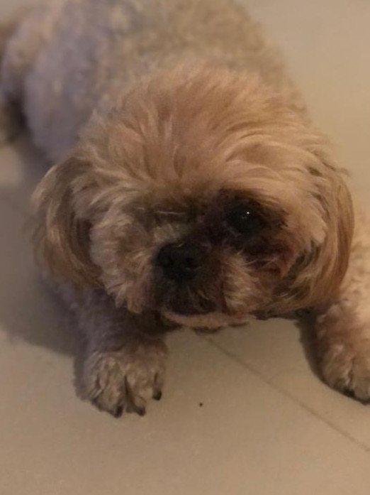 Romi, 14, the one-eyed shih tzu. Picture: Richard Graves