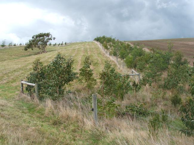 Carol and Craig Timothy run Milky Way Speckle Park Stud at Ryanston. The revegetated their property in 2010. Picture taken in 2012 showing shelter belts growing in.