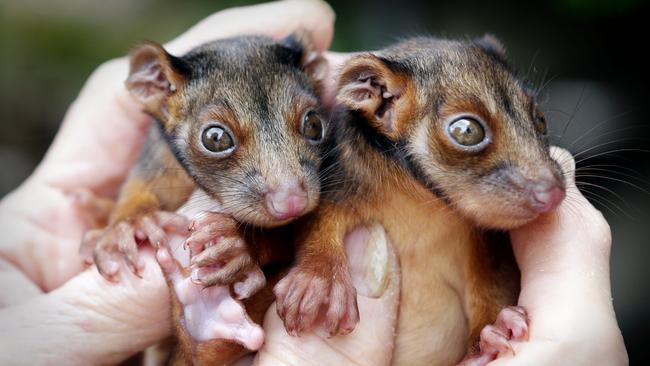 Ringtail possums once cared for at the Eumundi Wildlife Rehabilitation Centre. Picture: Megan Slade