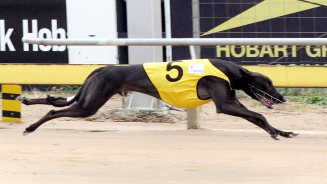 Jamella Jet wins a Hobart Maiden Thousand semi-final earlier this year.