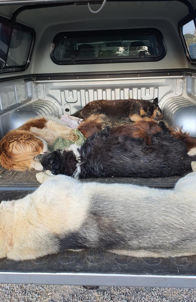 A Woodford family lost five dogs in five hours to suspected 1080 baiting in September. Picture: Candice Gurtner