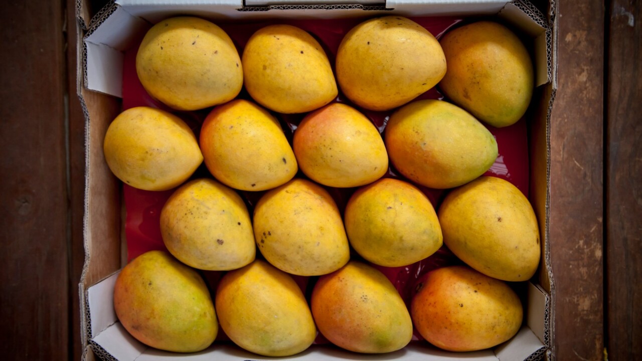 Northern Territory mango farms set for workforce boost