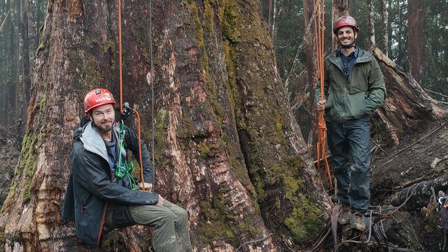 Tree sitters Steve Pearce, left, of The Tree Projects and Forestry Watch environmental organisations, and volunteer Rahul 'Raz' Carroll. Picture: AMANDA DUCKER