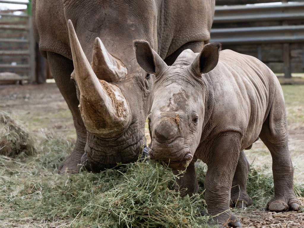 KIDS NEWS 2024: Werribee Open Range Zoo’s recently born rhino calf has been named Jabulani, following an online competition for the perfect moniker for the precious new arrival. Jabulani was born August 2024. Picture: supplied/ Werribee Open Range Zoo