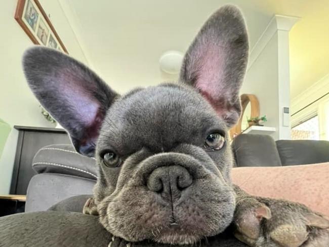 French Bulldog, Chad, came second in the competition for Roma’s cutest dog. Photo: Sarah Whyte.