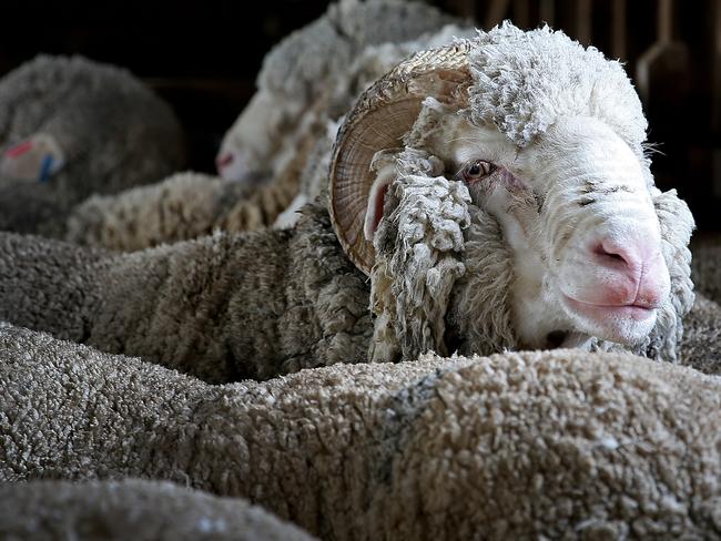 if you think $325,000 is a lot of money, consider JC &amp; S Lustre 53, a Merino ram from the Collinsville stud in South Australia. Picture: Sam Rosewarne