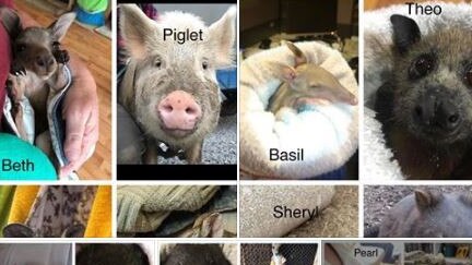 Other Facebook photos of animals the woman has allegedly used to defraud social media users out of money.