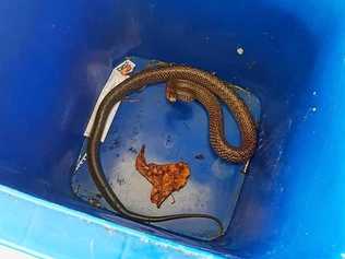 Stuart McKenzie is warning residents to not pick up snakes, after a man caught a 4ft eastern brown snake without knowing how dangerous it was. Picture: Snake Catcher Sunshine Coast