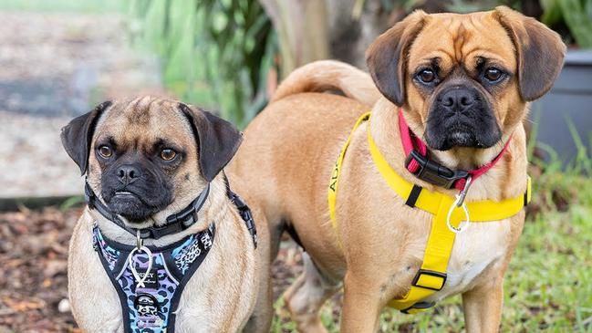 Bella and Bailey were surrendered to Animal Welfare League Queensland due to cost of living crisis