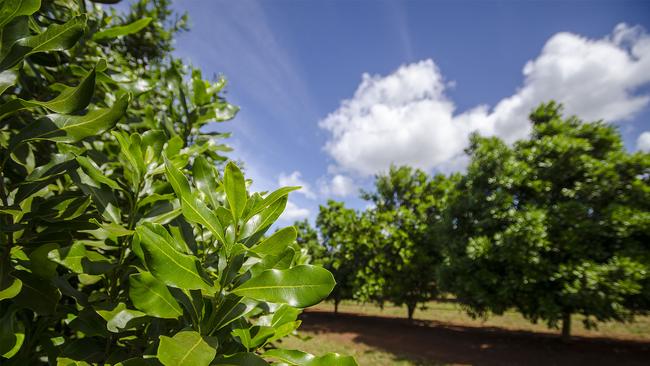 News 9.5.14 Aus. Macadamia nut trees at Hinkler Park Plantations, worlds largest Macadamia nut produce owned by Saratoga Holdings. Pic John Wilson. Aus use only fee applies other mastheads.