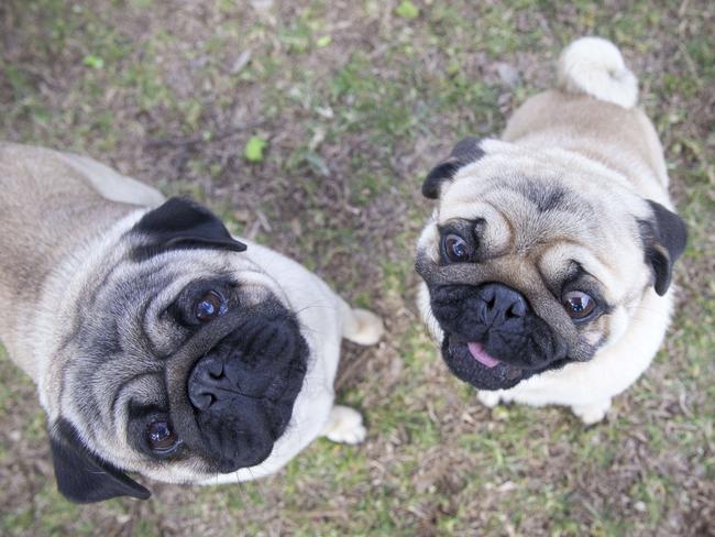 Macarthur Chronicle - Pictured LTR: Gizmo and Pierre - Campbelltown Pug Club held a Pug meet and greet along with a few casual races at Mary Brookes Park, Kellerman Drive, Campbelltown NSW Australia. Other breeds of dog were also invited to race.