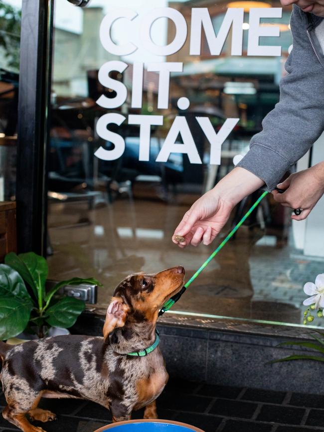 Dogs are welcome at Dachshund Coffee. Picture: Nick Diomis