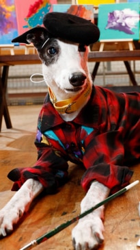 Rescue greyhounds paint for good cause 