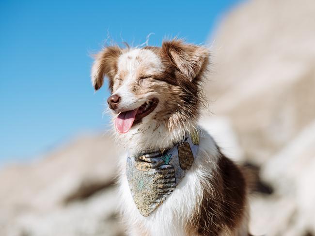 Lola the Mini Aussie ... Picture: Instagram