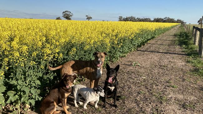 Carrs Plains has produced a mix of winter crops and a self-replacing Merino sheep flock.