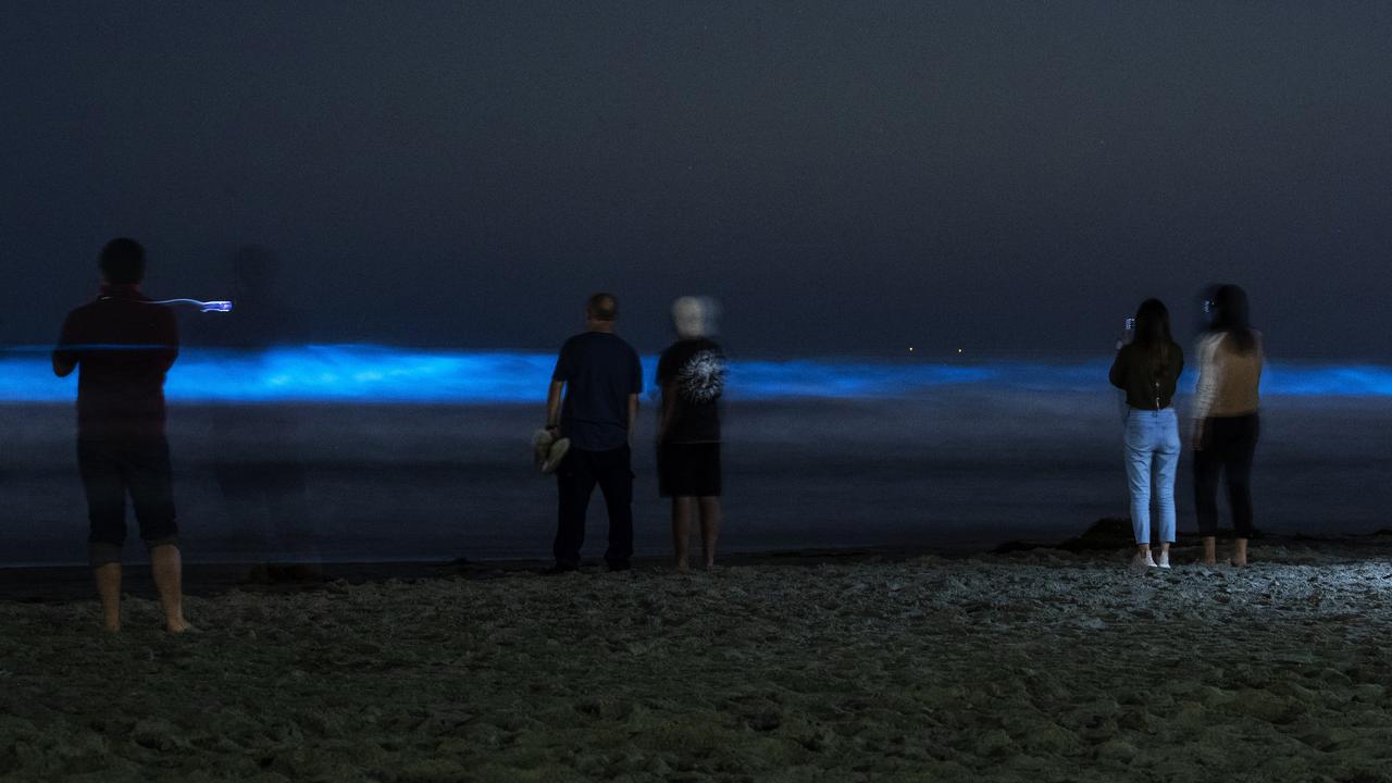 Watch These Glowing Dolphins Surf Through Bioluminescent Algae