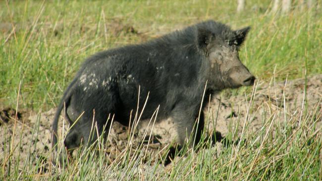 Feral pig management featured on the agenda at this week’s Whitsunday Regional Council meeting. Picture: File