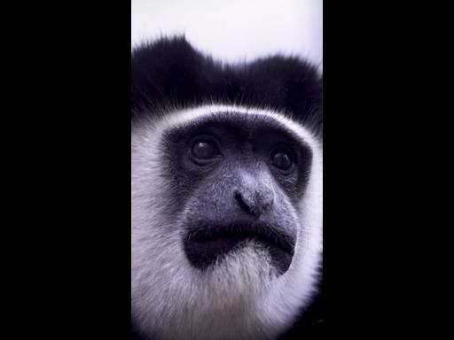 Colobus  settling into their new home at Melbourne Zoo