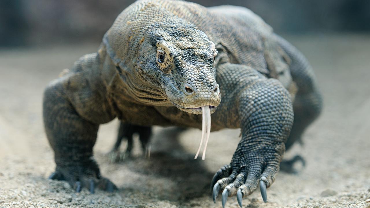 A Japanese Komodo dragon prowling in the sand