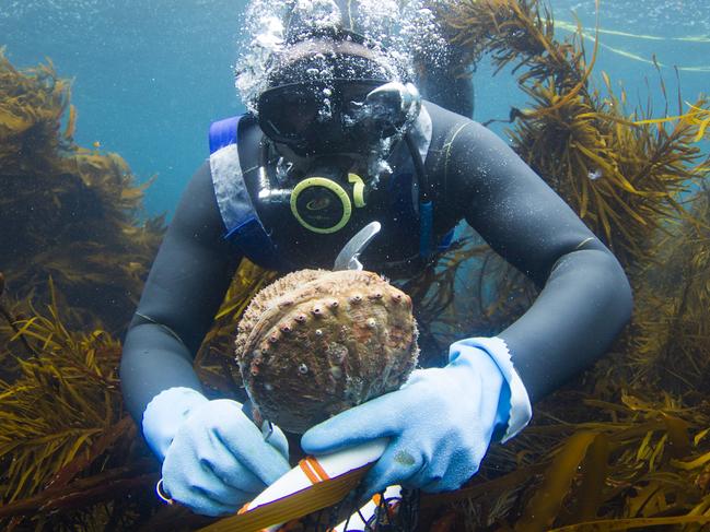 TasWeekend Magazine. Strictly one-use only. Purchased picture by Stu Gibson for TasWeekend's Day in the Life of an Abalone Diver story. The diver showed in pix is James Polanowski