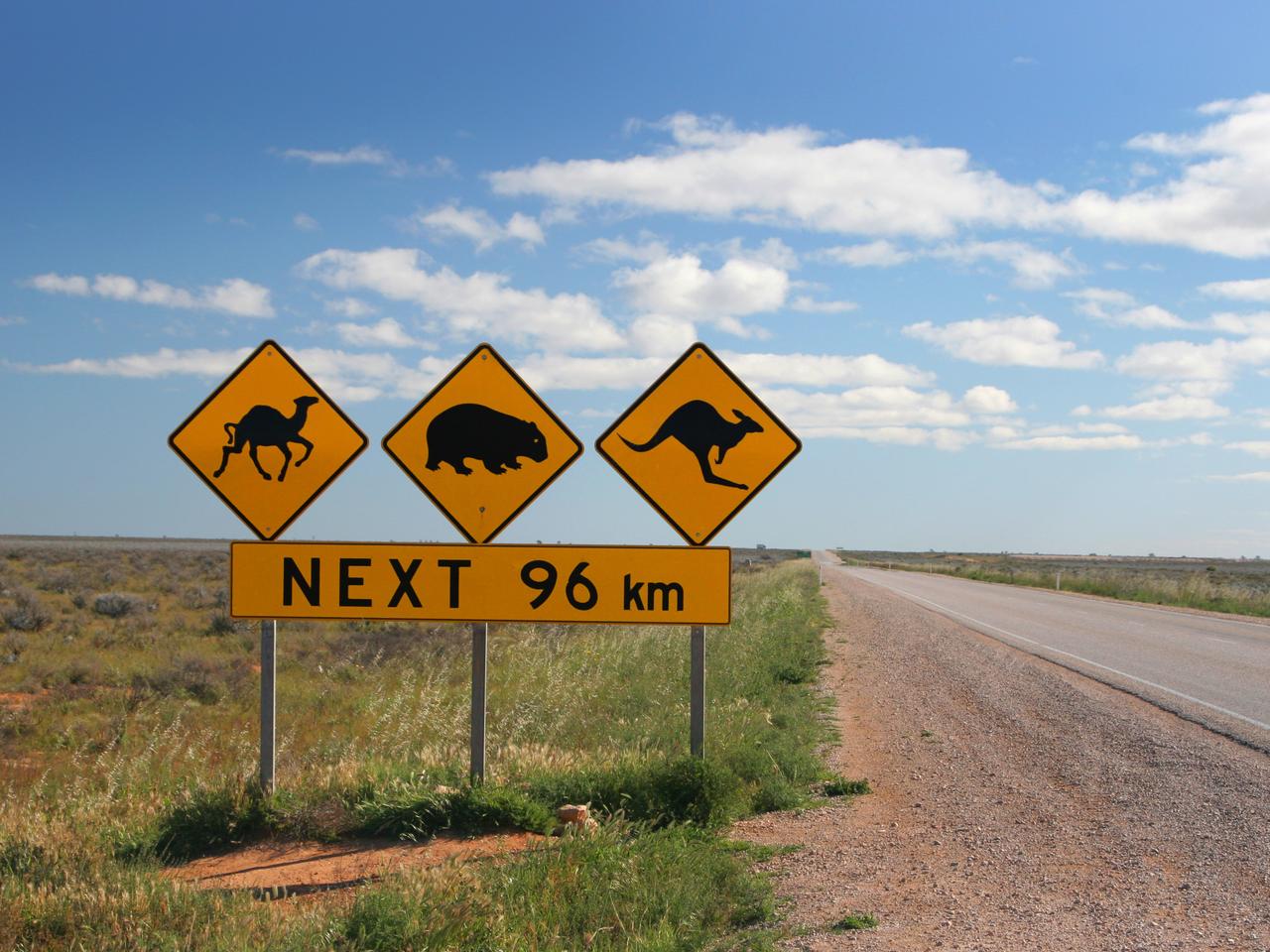 "Warning sings for a camel, kangaroo and a wombat in the Australian Outback"