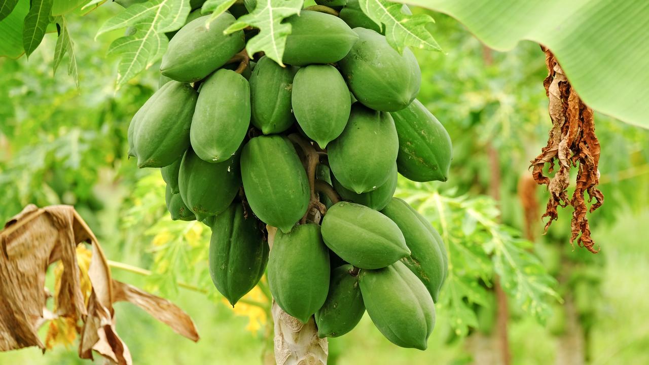 Rainbow papaya proves power of genetic crop science | The Weekly Times