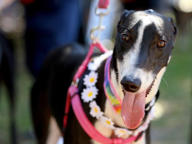 A shocking 701 greyhounds were put down in less than nine months, a death rate of almost three every day.