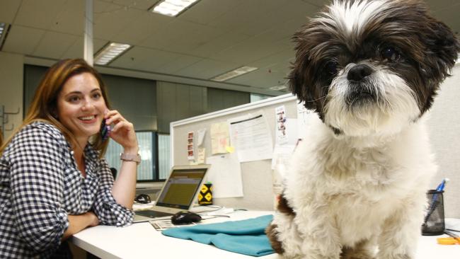 Jessica Ben-Ari with her dog Hallie, at her workplace, online fashion retailer The Iconic. The Iconic's headquarters are dog friendly. Picture: John Appleyard