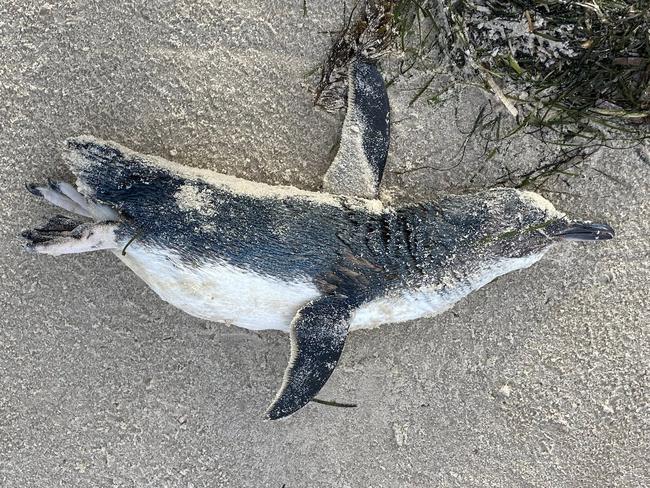 The toxic algae can cause mild irritations to humans but can be deadly for other animals. Picture: Facebook