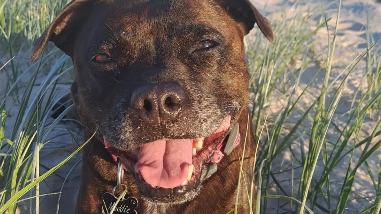 Gold Coast resident Maria Childs is planning an appeal after her staffy ...