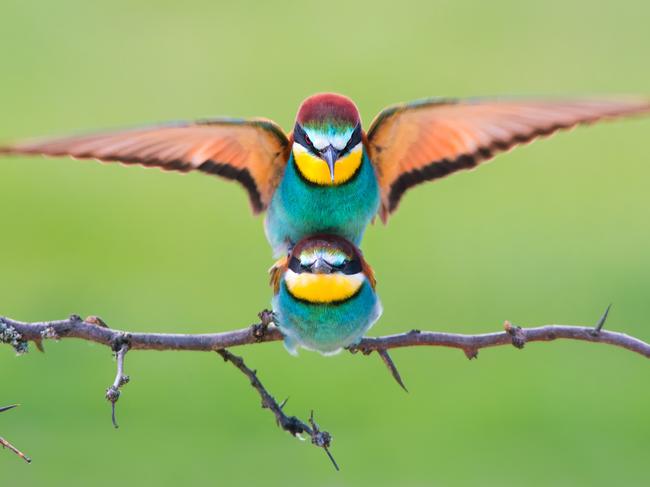 Image Name: Beeaters mating Photographer Name: Petar Sabol Year: 2018 Image Description: Mating bee eaters photo was made this summer in Podravska county in Croatia. I was using hide and tripod along with Sony a99II and Sony 300/2.8G2 . It was made at the end of spring when birds are active and mating. Copyright: Petar Sabol, Croatia, Shortlist, Open Wildlife and Winner, Croatia National Award. Picture: Sony World Photography Awards/ Petar Sabol