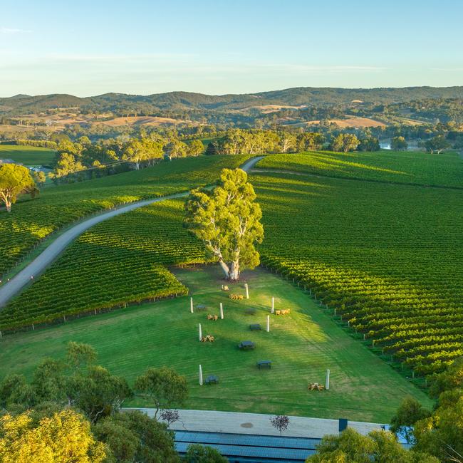 Nepenthe Winery, Adelaide Hills.