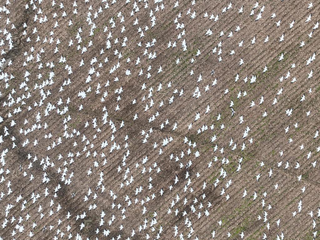 A new strain of highly pathogenic avian influenza, commonly called bird flu, has killed around 1,600 snow geese in two separate areas of Colorado since November last year, according to state wildlife officials. Picture: Jim Watson / AFP.