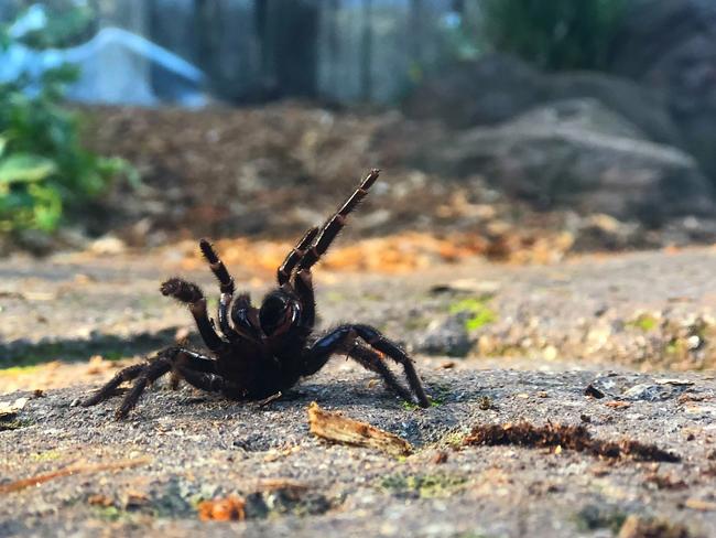 Funnel-web spiders thrive in humid conditions. Picture: The Australian Reptile Park